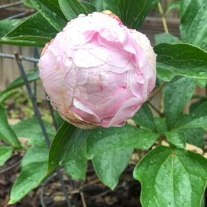 Meet your Posher, Elizabeth